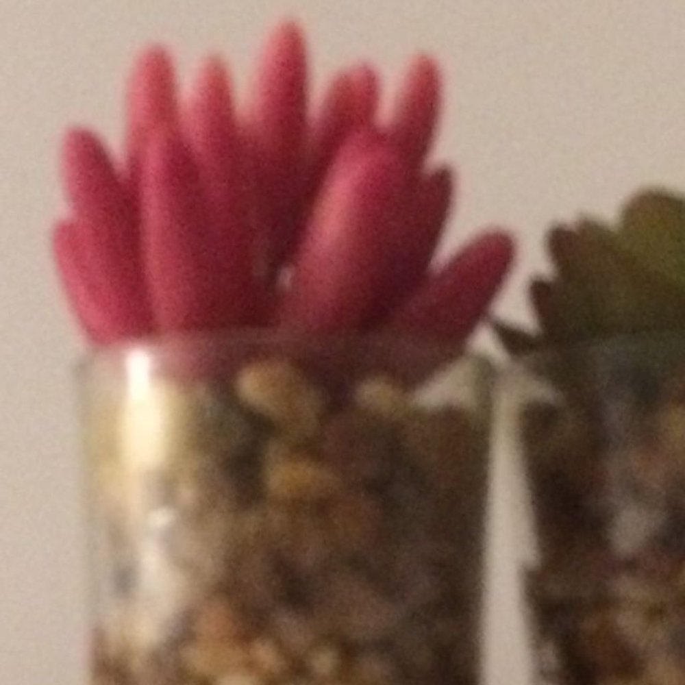 West Elm Faux Potted Mini Succulent